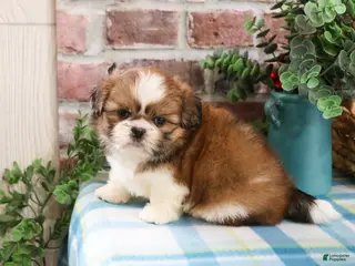 Shih Tzu dogs Fox - Ad 30