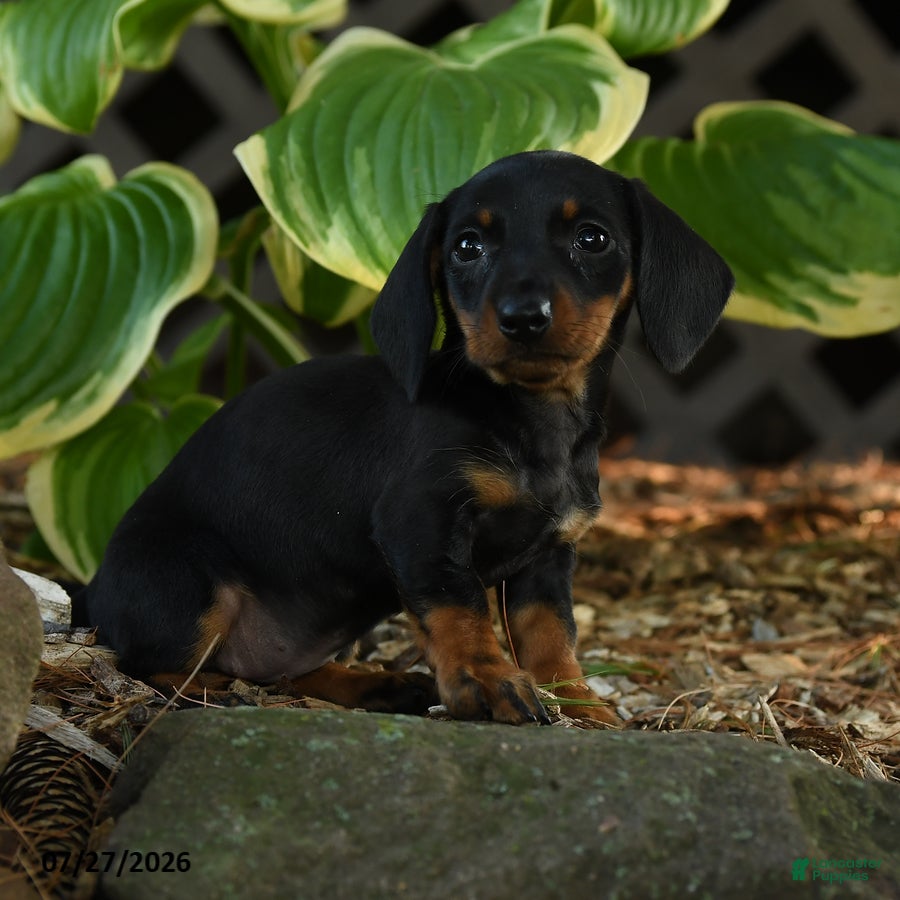 Miniature Dachshund dogs Dixie - Ad 1