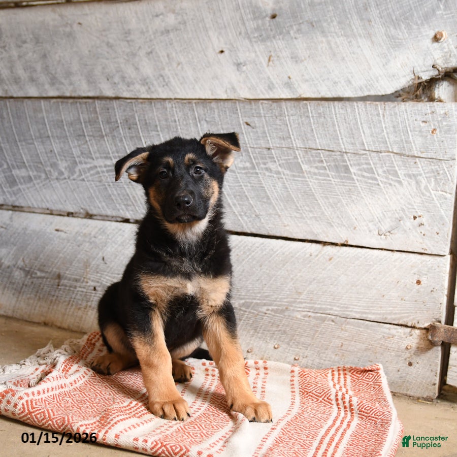 German Shepherd dogs Banjo  - Ad 4