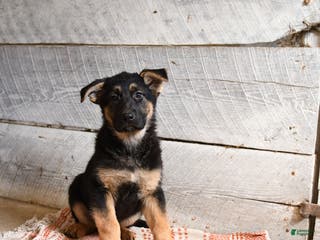 German Shepherd dogs Banjo - Ad 36