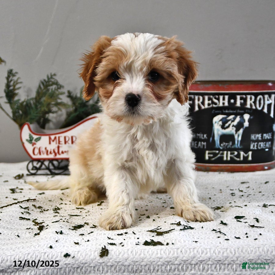 Cavapoo dogs Andy - Ad 9