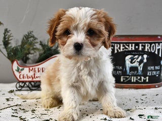 Cavapoo dogs Andy - Ad 6