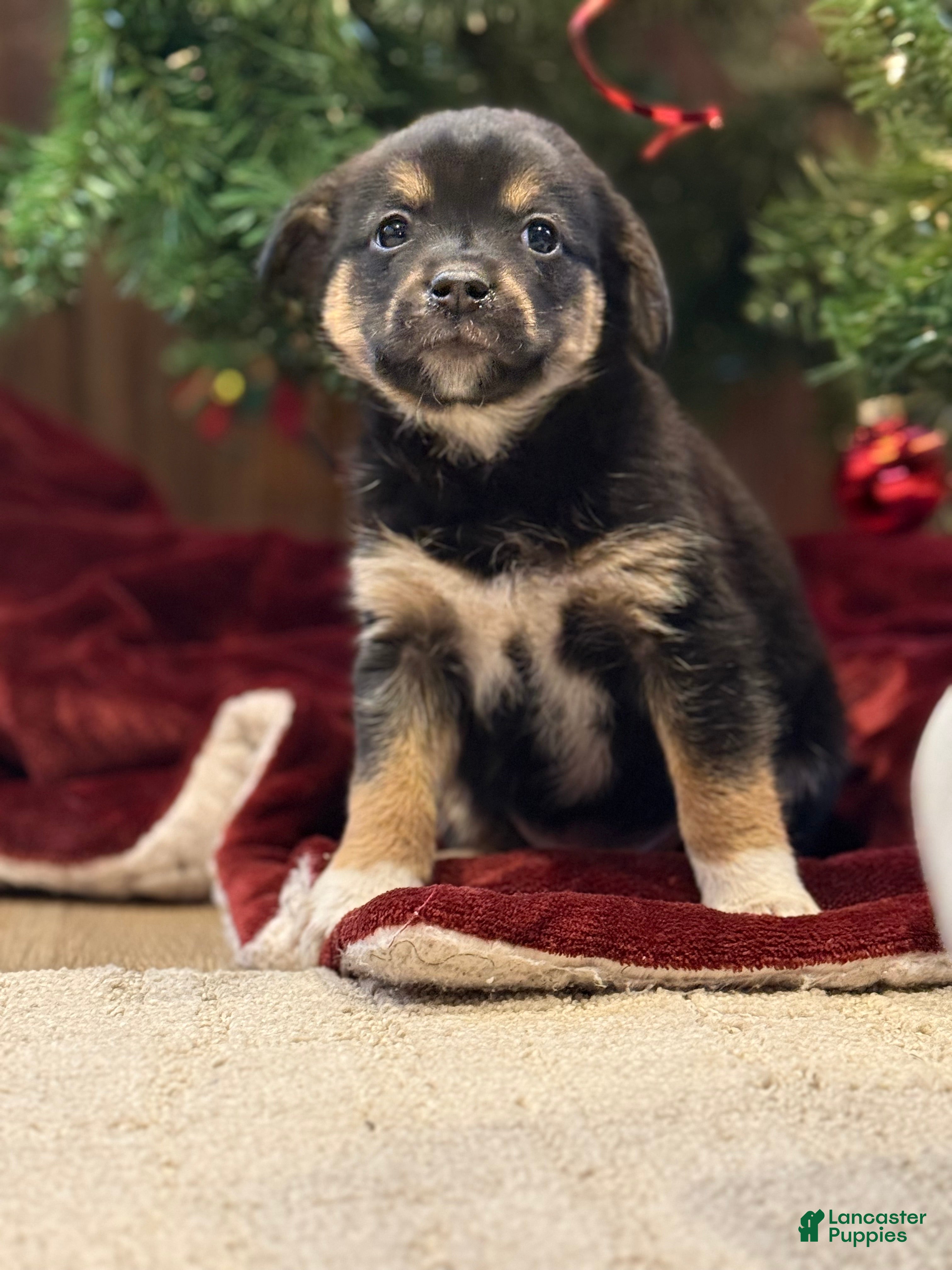 Mixed Breed dogs Storm - Ad 6