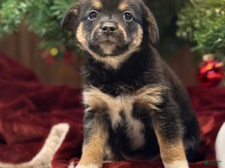 Mixed Breed dogs Storm - Ad 36