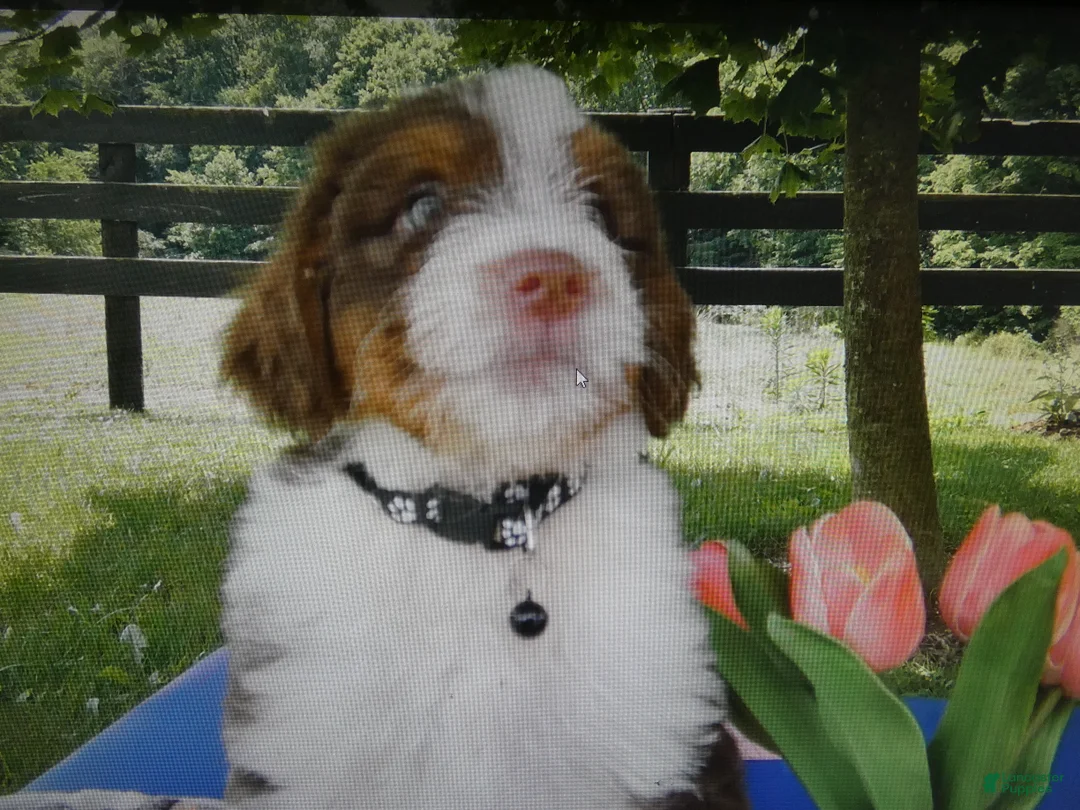 Mini Aussiedoodle dogs for sale: Mini Aussiedoodle 2 Thomas - Ad 5