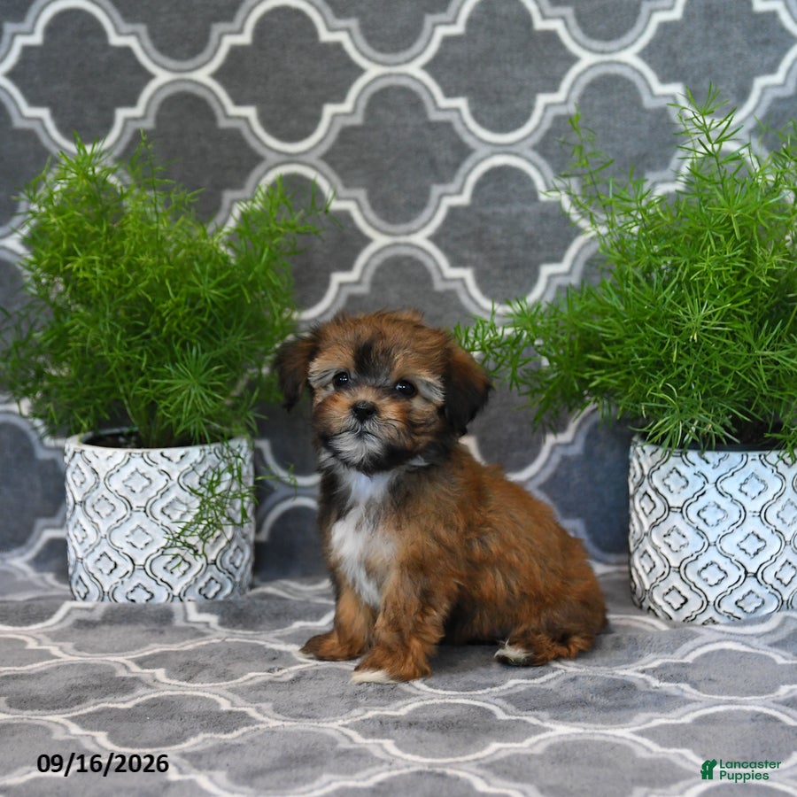 Shorkie dogs Olena  - Ad 1