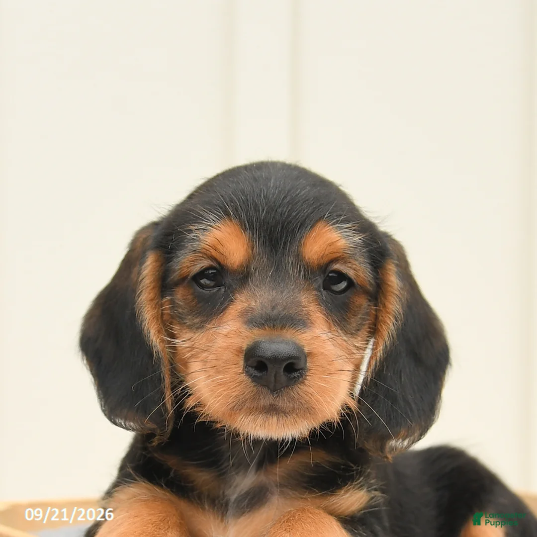 Mixed Breed dogs for sale: Freddie - Ad 5
