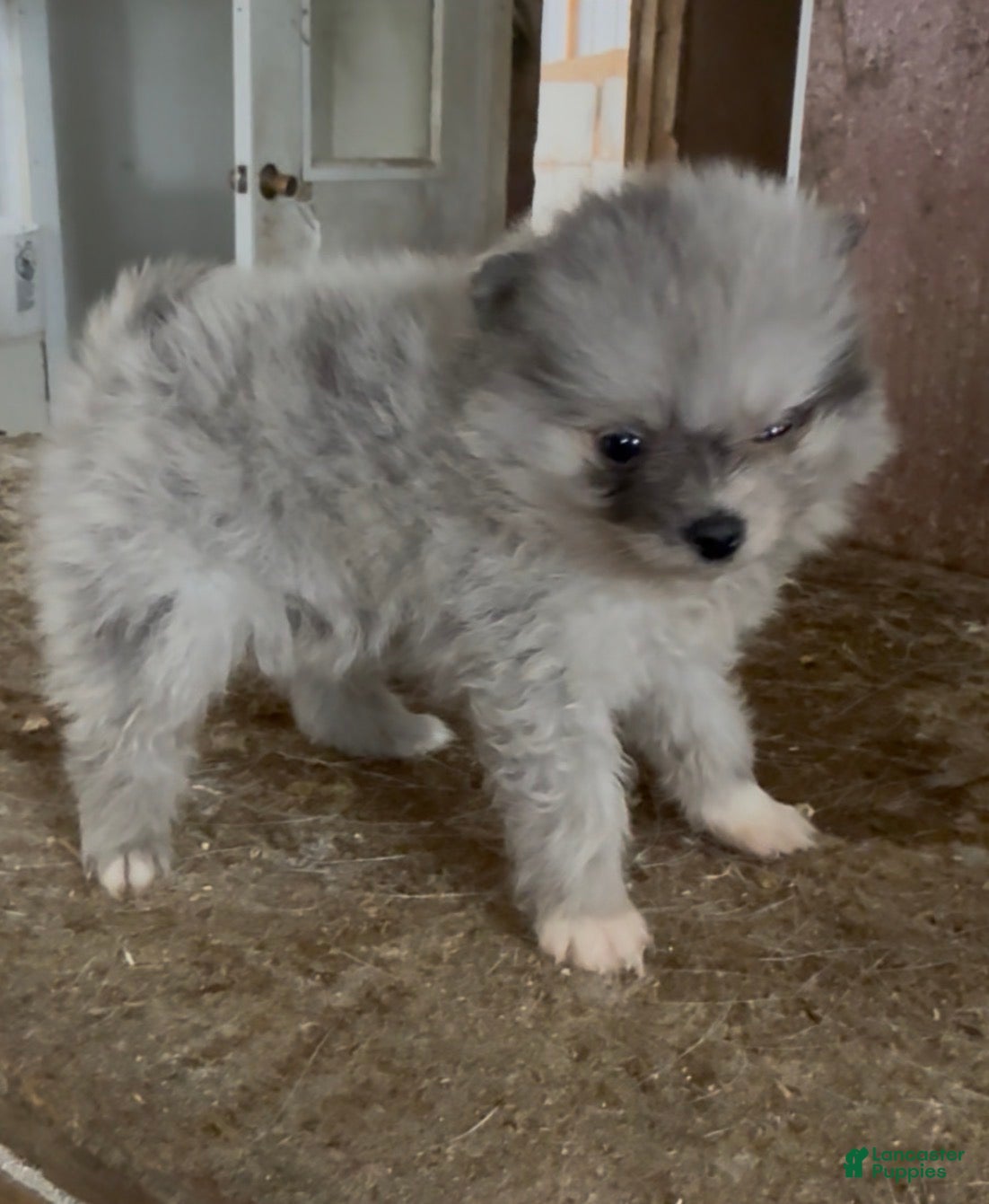 Pomeranian dogs Marty - Ad 26