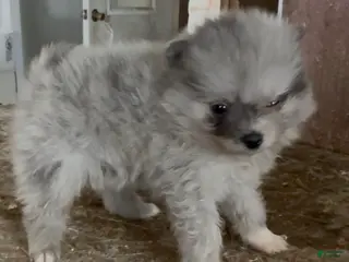 Pomeranian dogs Marty - Ad 25