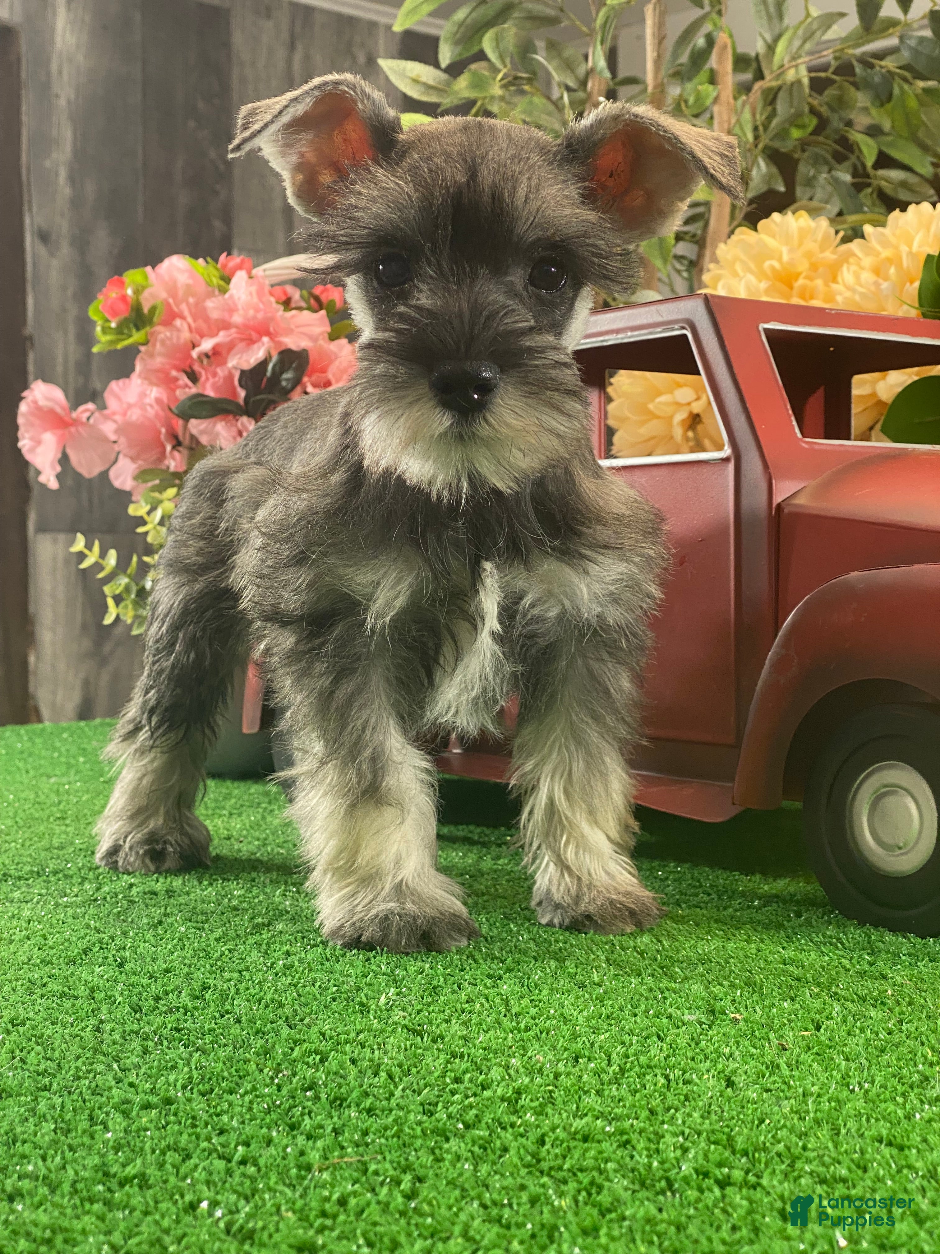 Miniature Schnauzer dogs Kira - Ad 31