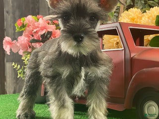 Miniature Schnauzer dogs Kira - Ad 14