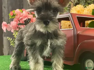 Miniature Schnauzer dogs Kira - Ad 42