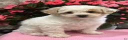 Bichpoo dogs for sale: Kristy - Ad 3