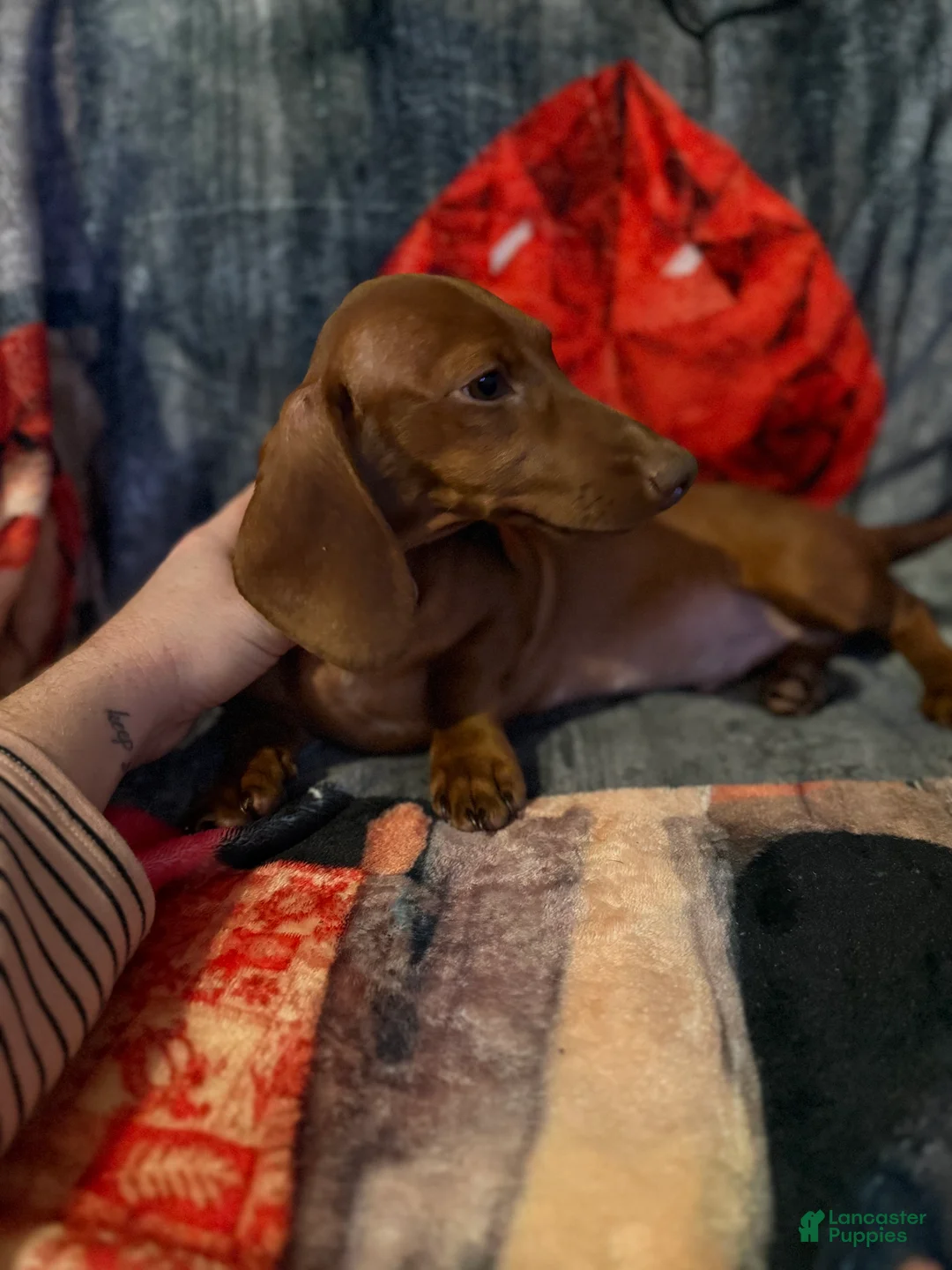 Miniature Dachshund dogs for sale: Miniature Dachshund 1 - Ad 2