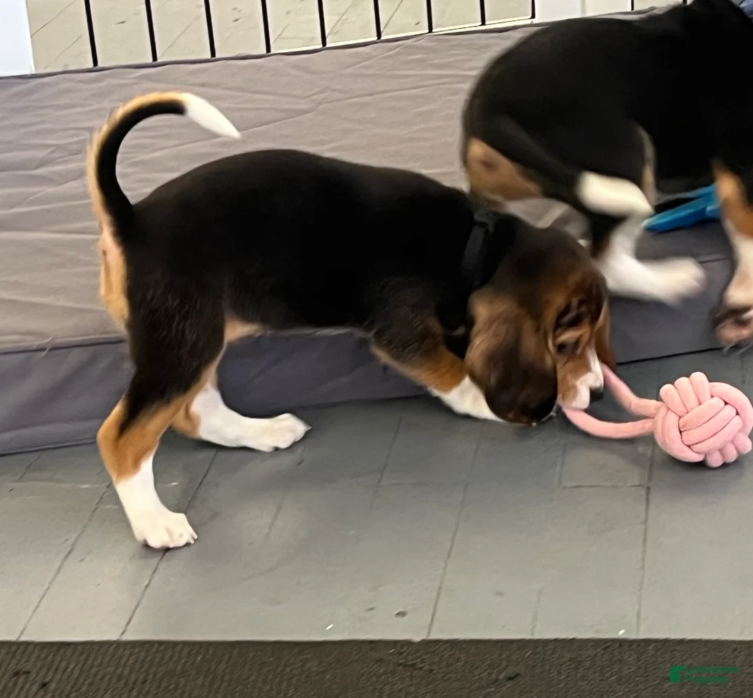 Beagle dogs for sale: Beagle Puppy 8 - Ad 2