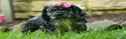Cocker Spaniel dogs for sale: Bella 🐶💗 - Ad 15