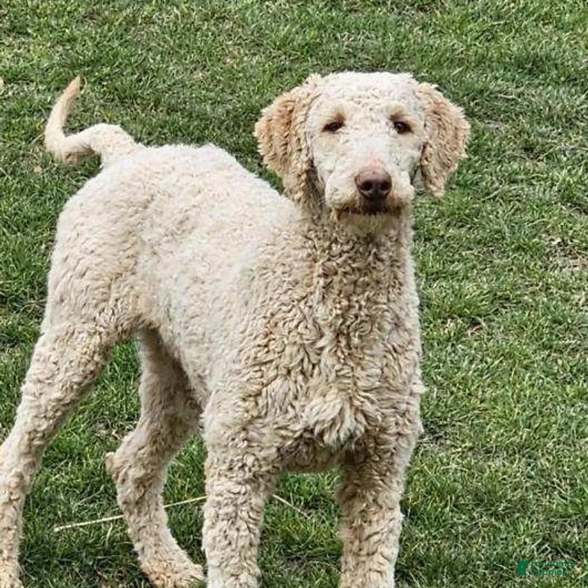 Labradoodle dogs NC G4 Brown - Ad 2