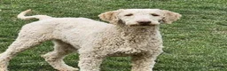 Labradoodle dogs for sale: NC G5 Black - Ad 2