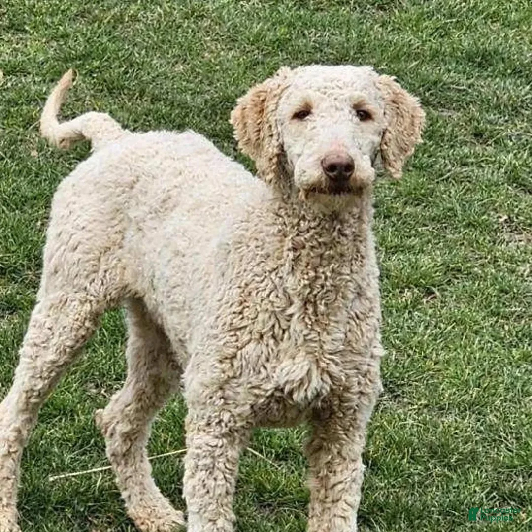 Labradoodle dogs for sale: NC G5 Black - Ad 2