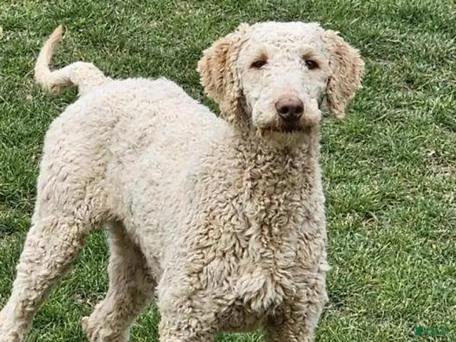 Labradoodle dogs for sale: NC G4 Brown - Ad 2