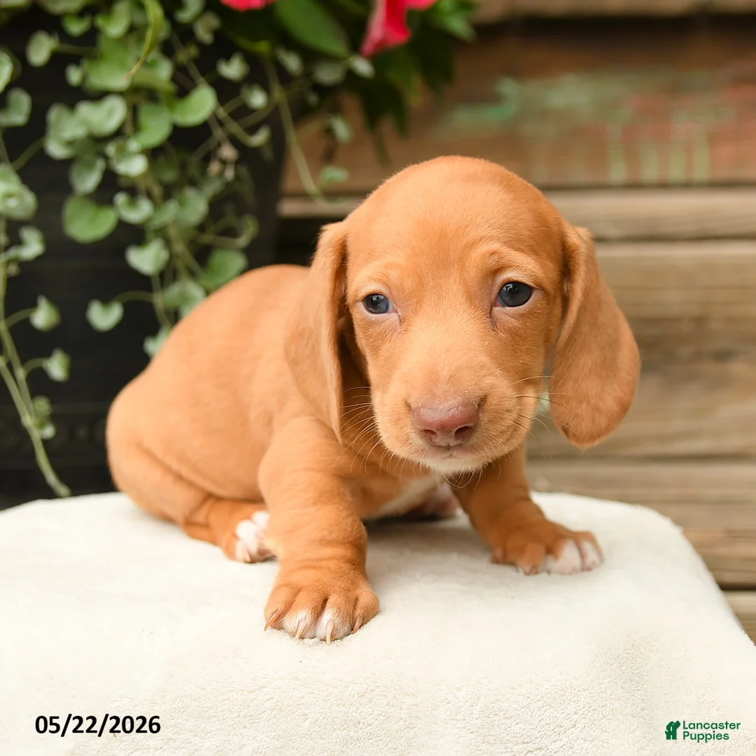 Dachshund dogs for sale: Alasdair - Ad 2
