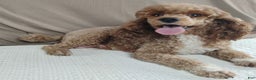Cavapoo dogs for sale: Jetta - Ad 13