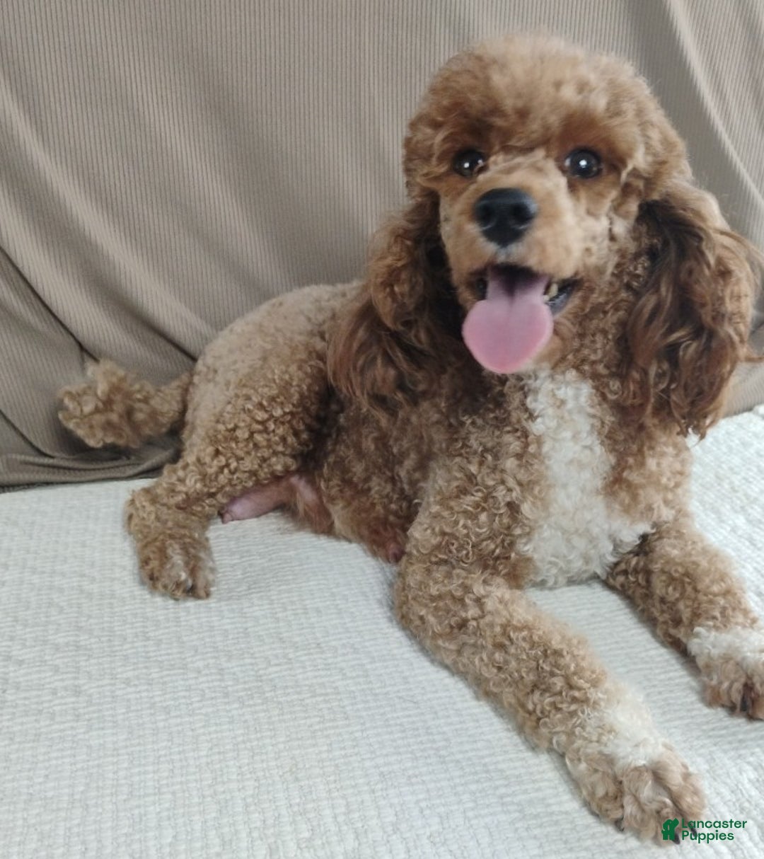 Cavapoo dogs for sale: Jetta - Ad 13