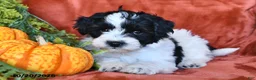 Aussiedoodle dogs for sale: Allen  - Ad 4