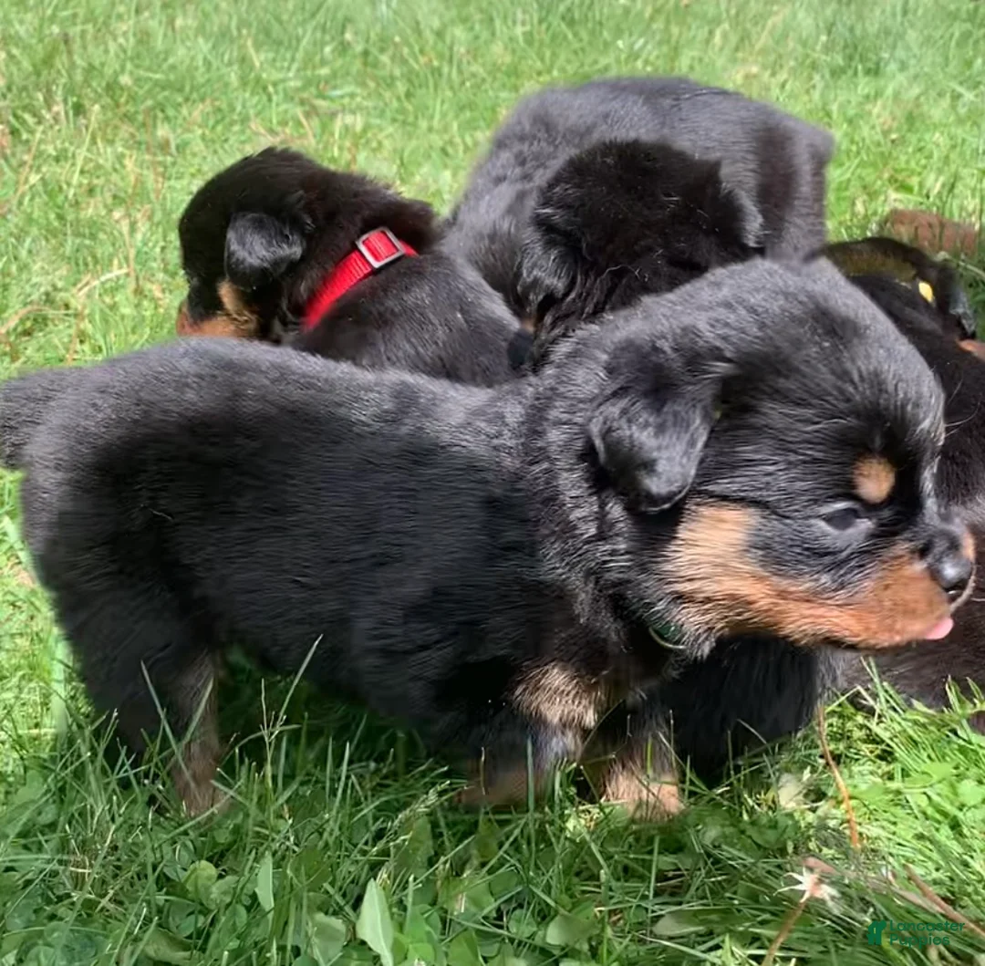 Rottweiler dogs for sale: Brown Male - Ad 2