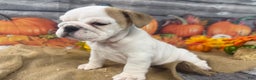 English Bulldog dogs for sale: Snow white - Ad 12