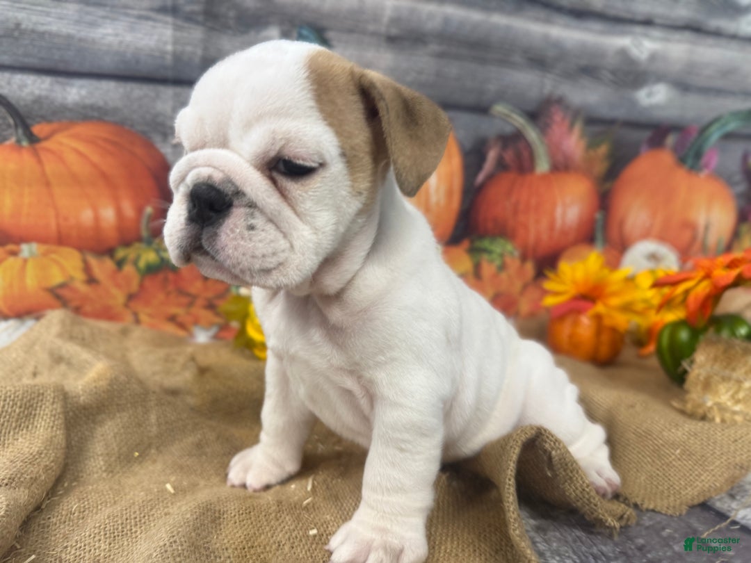 English Bulldog dogs for sale: Snow white - Ad 12