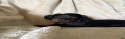Miniature Dachshund dogs for sale: Sawyer - Ad 4