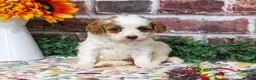 Cavapoo dogs for sale: Aurora - Ad 3