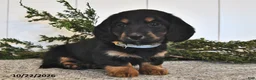 Miniature Dachshund dogs for sale: Fern  - Ad 3