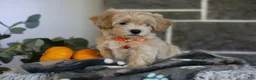 Maltipoo dogs for sale: Mochi - Ad 9