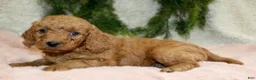 Mini Goldendoodle dogs for sale: Mini Goldendoodle Puppy 6 - Ad 2