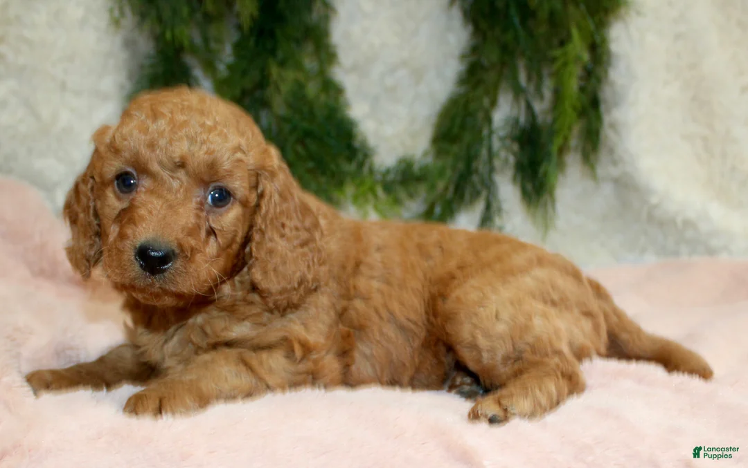 Mini Goldendoodle dogs for sale: Mini Goldendoodle Puppy 6 - Ad 2