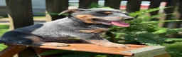 Australian Cattle Dog dogs for sale: Chloe - Ad 5