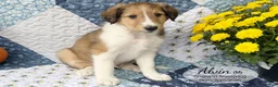 Shetland Sheepdog dogs for sale: Alvin - Ad 3