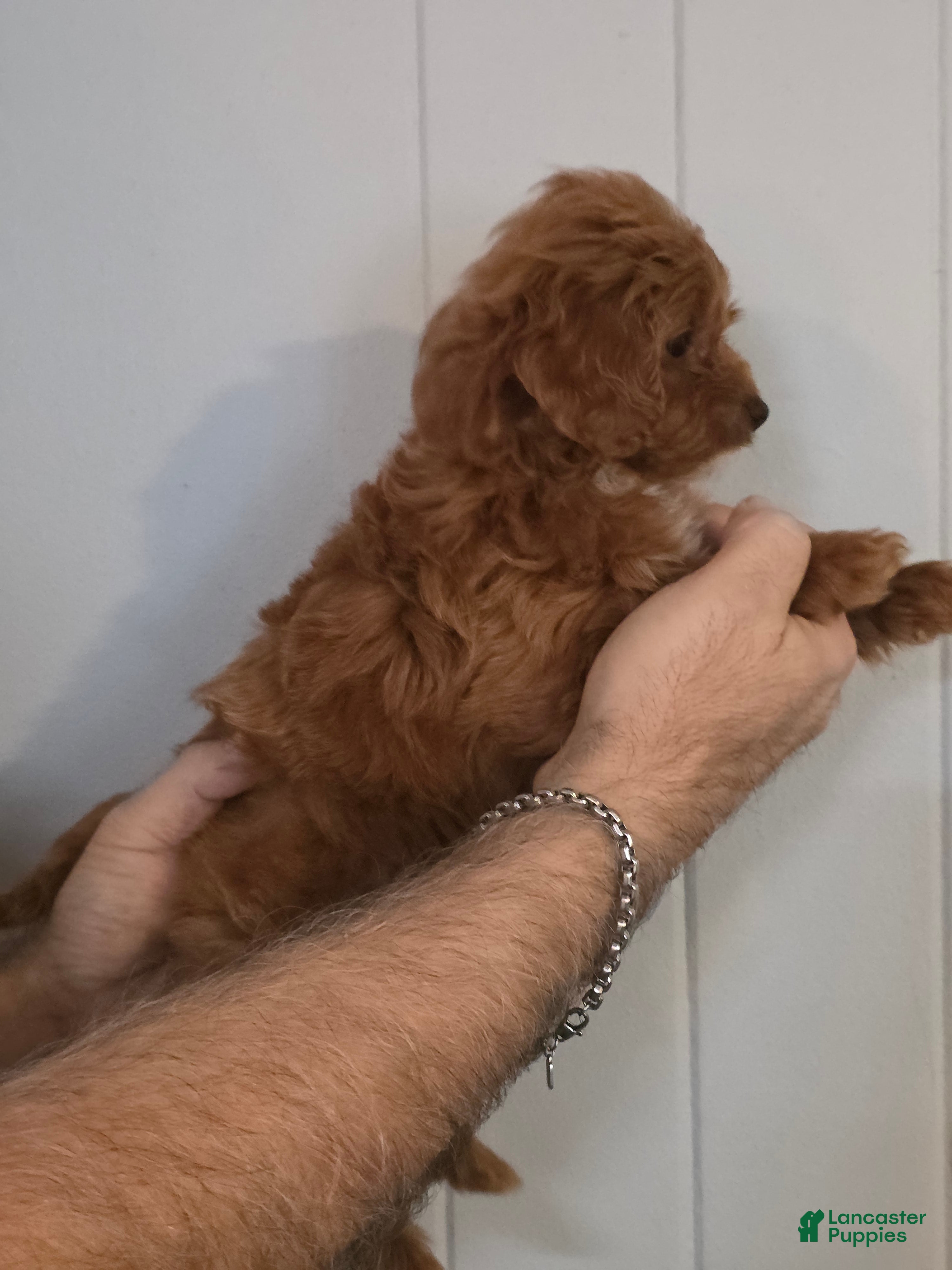 Cavapoo dogs Betsy - Ad 2