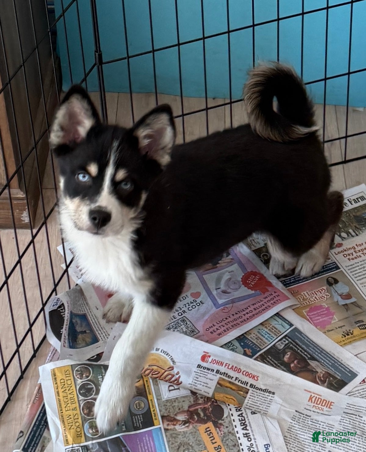 Mixed Breed dogs Nick - Ad 1