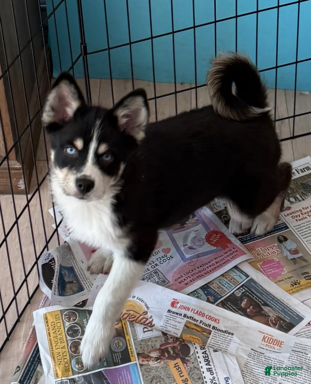 Mixed Breed dogs for sale: Nick - Ad 1