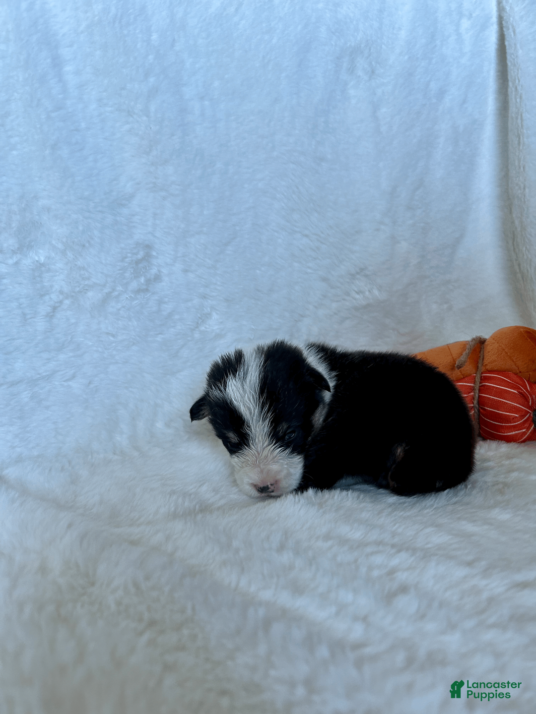 Welsh Corgi Pembroke dogs for sale: Welsh Corgi Pembroke Puppy 6 - Ad 2