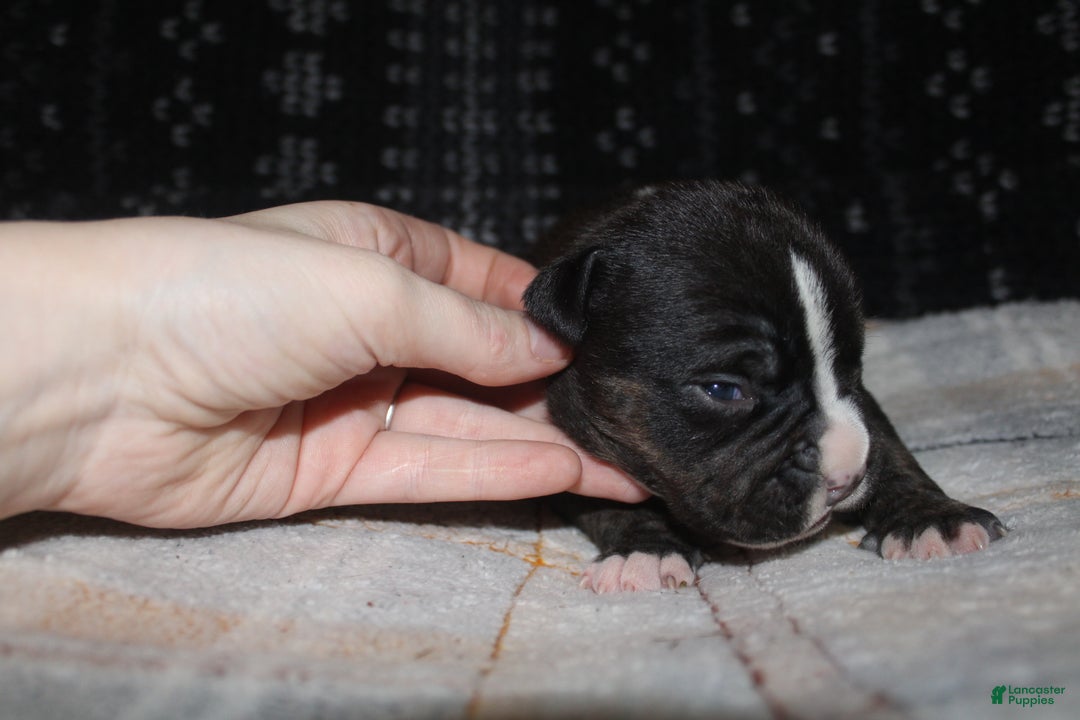American Bully dogs for sale: Spunk - Ad 4
