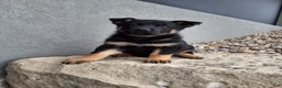 German Shepherd dogs for sale: Phoebe  - Ad 1