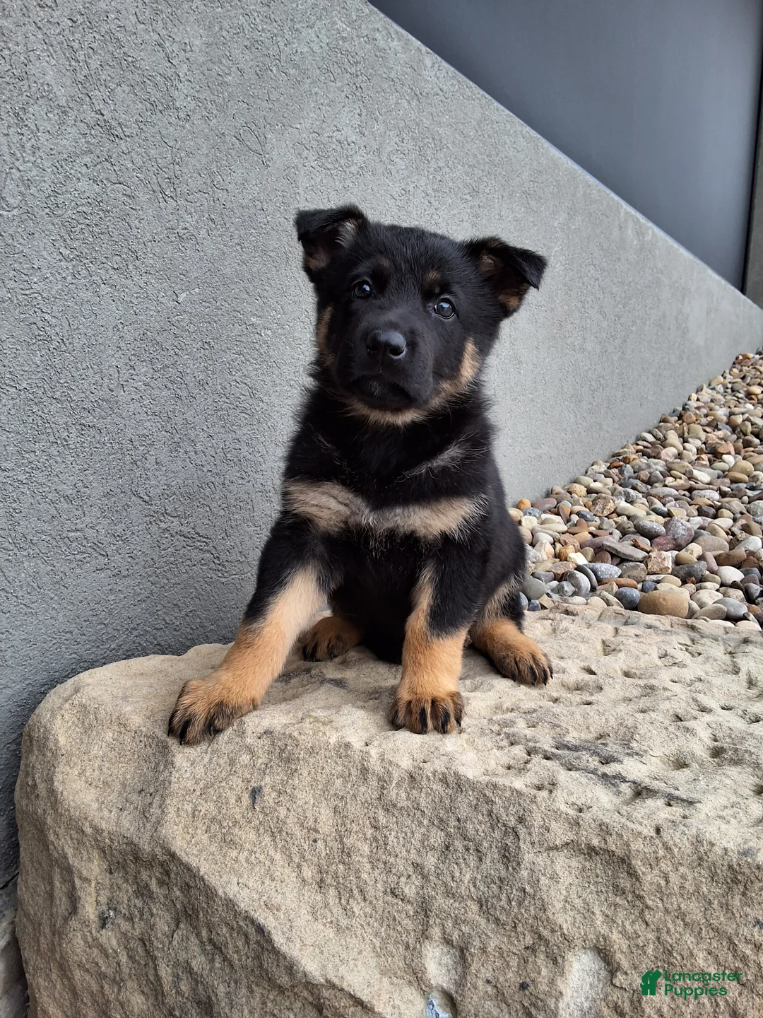 German Shepherd dogs for sale: Phoebe  - Ad 1