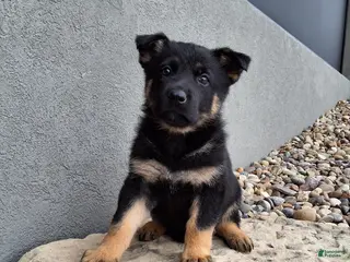 German Shepherd dogs for sale: Phoebe - Ad 1