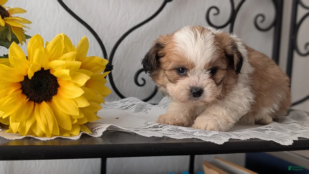 Teddy Bear dogs for sale: Grady - Ad 4