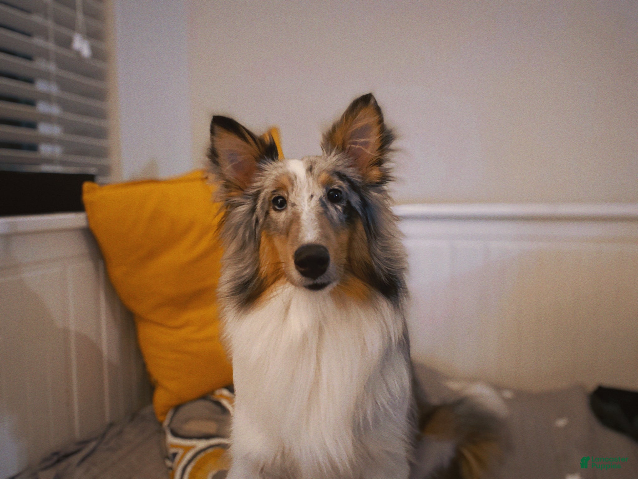 Sheltiedoodle dogs for sale: Shadow - Ad 7