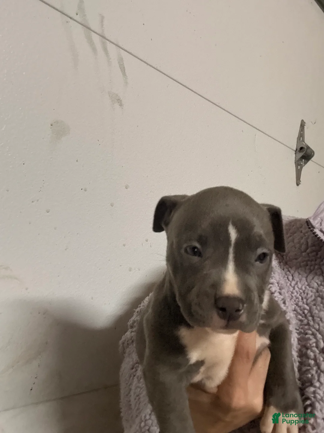 American Bully dogs for sale: American Bully Puppy 4 - Ad 3